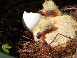 Little Doves in nest (one day old) HD Stock Footage
