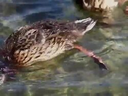 Ducks Stock Footage