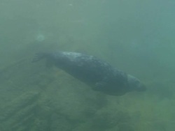 Bull Grey Seal Stock Footage