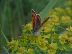 CU Butterfly feeding on cluster of yellow flowers, USA Stock Footage