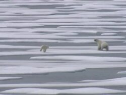 Polar Bear and her cubs in the Arctic News Clip