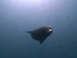 Male California Sea Lion (Zalophus californianus) swims to females resting on sea floor, La Paz, Sea of Cortez, Mexico Stock Footage