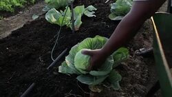 Camera follows action as African woman harvests vegetables Stock Footage