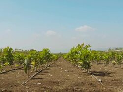 Young fruit trees in the garden Stock Footage