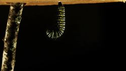 Metamorphosis Instructional Video