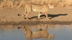 A cheetah stalks past a watering hole. Stock Footage