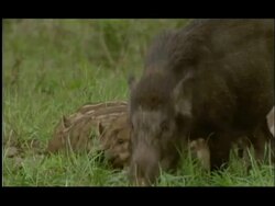 Adult wild boar (Sus scrofa) with stripy piglets grazing grass around salt lick, Bandipur, Nagarahole National Park, India Stock Footage