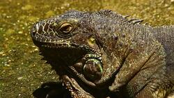 Iguana Stock Footage