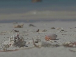 MS View of Hermit Crab Searching for Food / Keeling, Shire of Cocos, Australia Stock Footage
