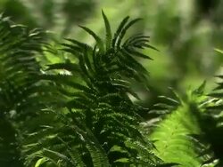 Pull focus close up on lush green ferns in Denmark Stock Footage