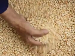 Raw dry corn spills Stock Footage