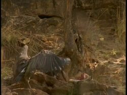 MS group of King Vultures, Sarcogyps calvus, with carcass, Bandhavgarh National Park, India Stock Footage
