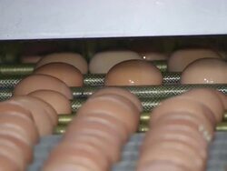 CU Eggs on conveyor belt for washing / Anseong, Gyeonggi-do, South Korea Stock Footage