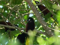 MS Montezuma oropendula siting on tree branches / Guanacaste, Costa Rica Stock Footage
