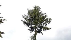 Tree Cutting Stock Footage