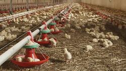 Chicken farm Stock Footage