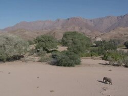 Desert Elephant (Loxodonta africana) walking in habitat, Ugab River Basin, Namibia: desert-dwelling population of African Bush Elephant though not distinct subspecies Stock Footage
