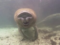 Manatee yawns, breathes, Rest. Florida, North Atlantic Ocean  Stock Footage