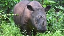 CLEAN : The fight to save Earth's smallest rhino in Sumatra's jungles News Clip