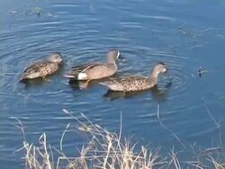 Blue-Winged Teal Stock Footage