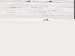 Polar bear (Ursus maritimus) playfully biting husky dog (Canis lupus familiaris) near Churchill, Manitoba, Canada Stock Footage