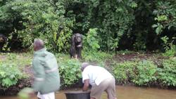 Liberians need help to care for research chimps Instructional Video