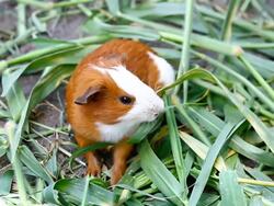 Guinea pigs Stock Footage