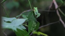 CLEAN : Tiny red eyed frogs find safe haven in Nicaragua News Clip