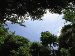 Clouds moving in the sky above forest Stock Footage