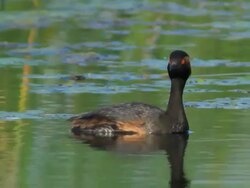 CU Shot of Black necked Grebe swimming in pond / Tulcea, Danube Delta, Romania Stock Footage