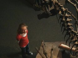 MS HA Girl (8-9) looking at dinosaurs skeleton in natural history museum, Lehi, Utah, USA Stock Footage