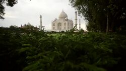 Jib crane shot of Taj Mahal through bushes. Stock Footage