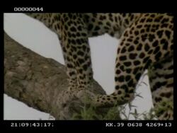 Leopard, Panthera pardus, in tree, CU of legs and feet perching on bough, Botswana Stock Footage