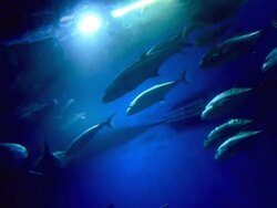 beautiful underwater Stock Footage