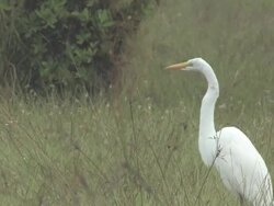 White egret 105 Stock Footage