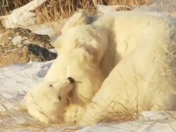  MS PAN Two polar bears fighting each other on snow / Churchill, Manitoba, Canada Stock Footage