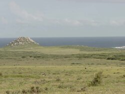 WS View of Bontebok and several springbok grazing in open field overlooking Atlantic Ocean / Namaqualand, Northern Cape, South Africa Stock Footage