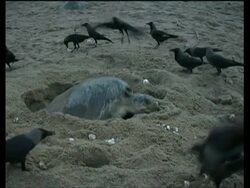 Olive Ridley Sea Turtles (Lepidochelys olivacea) laying eggs surrounded by crows, India Stock Footage
