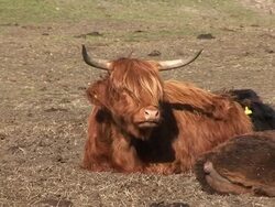 Highland Cow / Cattle Chewing 2 Stock Footage