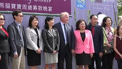 Toronto Zoo Announces Fundraising Dinner to Celebrate First Birthday of Panda Cubs-Toronto,Canada Stock Footage