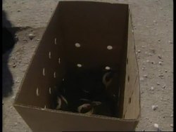 SOUTH AFRICA: OIL SPILL &amp; PENGUINS LATEST News Clip