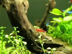 Fire Red Shrimp Stock Footage