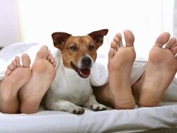 HD DOLLY: Dog Lying Between Couple's Legs Stock Footage