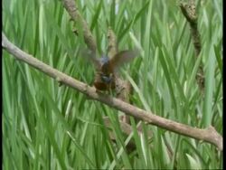 Kingfishers mating on branch, England, UK Stock Footage