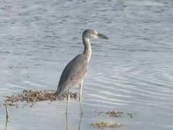 Juvenile YC heron flies away Stock Footage