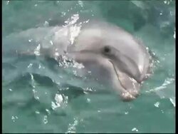CU Dolphin looking above water surface to camera, Eilat Gulf, Israel Stock Footage