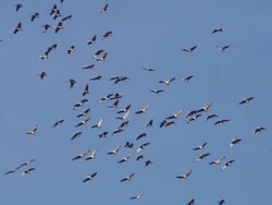 Large flock of Sandhill Cranes fly overhead against blue sky. Stock Footage