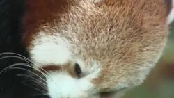 Red Panda at Dudley Zoo News Clip