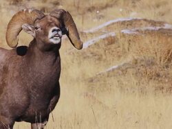 MS Shot of bighorn sheep ram sniffing and lip curling near ewe during rut in snow / Georgetown, Colorado, United States Stock Footage
