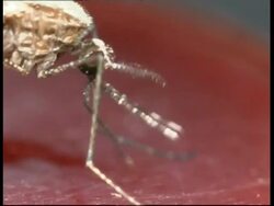 BCU side view, mosquito (Anopheles stephensi) sucking blood from human arm Stock Footage